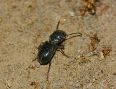 Dixus semicylindricus