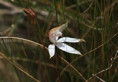 Caladenia gracilis