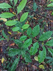 Flindersia schottiana