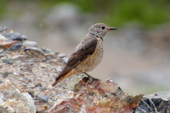Monticola saxatilis