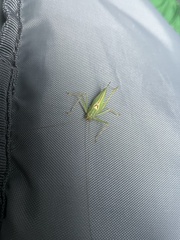 Nipponomeconema mutsuense