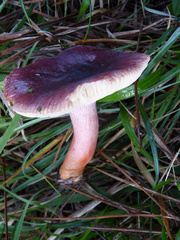 Russula torulosa