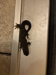 Triturus cristatus