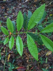 Flindersia schottiana