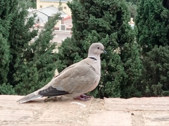 Streptopelia decaocto