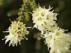 Kunzea sulphurea