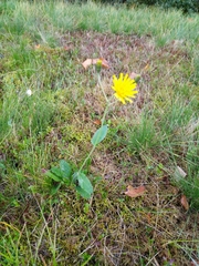 Hieracium murorum
