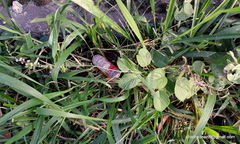 Pleurolobus gangeticus