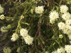 Kunzea sulphurea