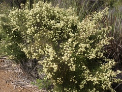 Kunzea sulphurea