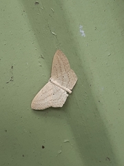 Scopula perlata