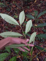 Flindersia schottiana