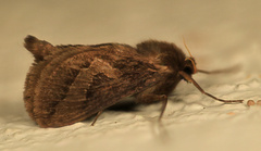 Eudalaca