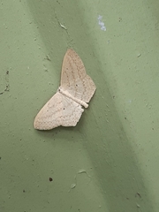 Scopula perlata