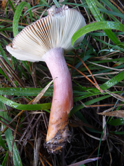 Russula torulosa