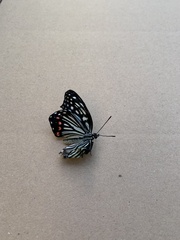Hestina assimilis assimilis