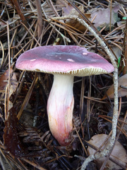 Russula torulosa