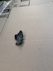 Hestina assimilis assimilis