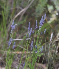 Comesperma calymega