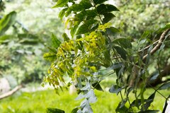 Harpephyllum caffrum