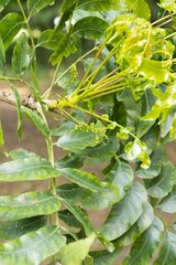 Harpephyllum caffrum