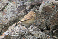 Linaria flavirostris