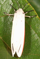 Aloa lactinea