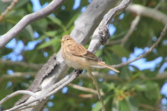 Linaria flavirostris