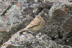 Linaria flavirostris