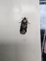 Barea confusella