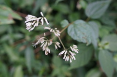 Eupatorium tashiroi