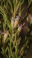 Leucadendron ericifolium