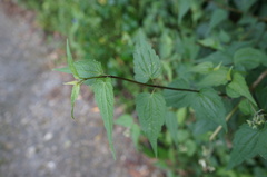 Eupatorium tashiroi