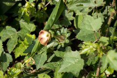 Hibiscus surattensis
