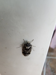 Barea confusella