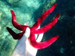 Ophidiaster ophidianus