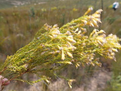 Leucadendron ericifolium