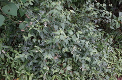Eupatorium tashiroi