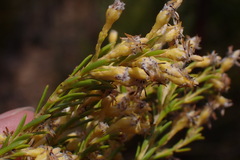 Leucadendron ericifolium