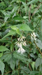 Eupatorium tashiroi