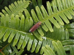 Bothrogonia addita