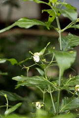 Justicia campylostemon