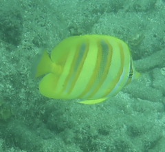 Chaetodon rainfordi