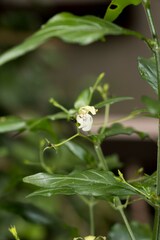 Justicia campylostemon