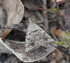 Dichromodes indicataria