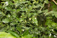 Justicia campylostemon