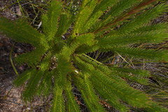 Leucadendron ericifolium