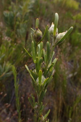 Leucadendron ericifolium