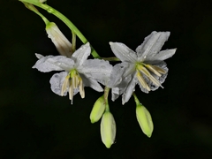 Arthropodium strictum