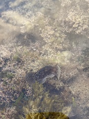 Pleurobranchaea maculata